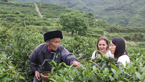 湖南省茶業(yè)集團股份有限公司產(chǎn)教融合校企合作三年規(guī)劃（2022-2024年）