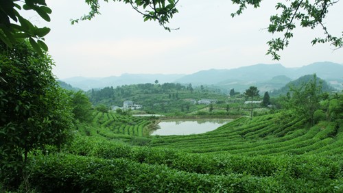 湘茶高科技產(chǎn)業(yè)園 職工食堂及超市承包經(jīng)營服務(wù)招標公告